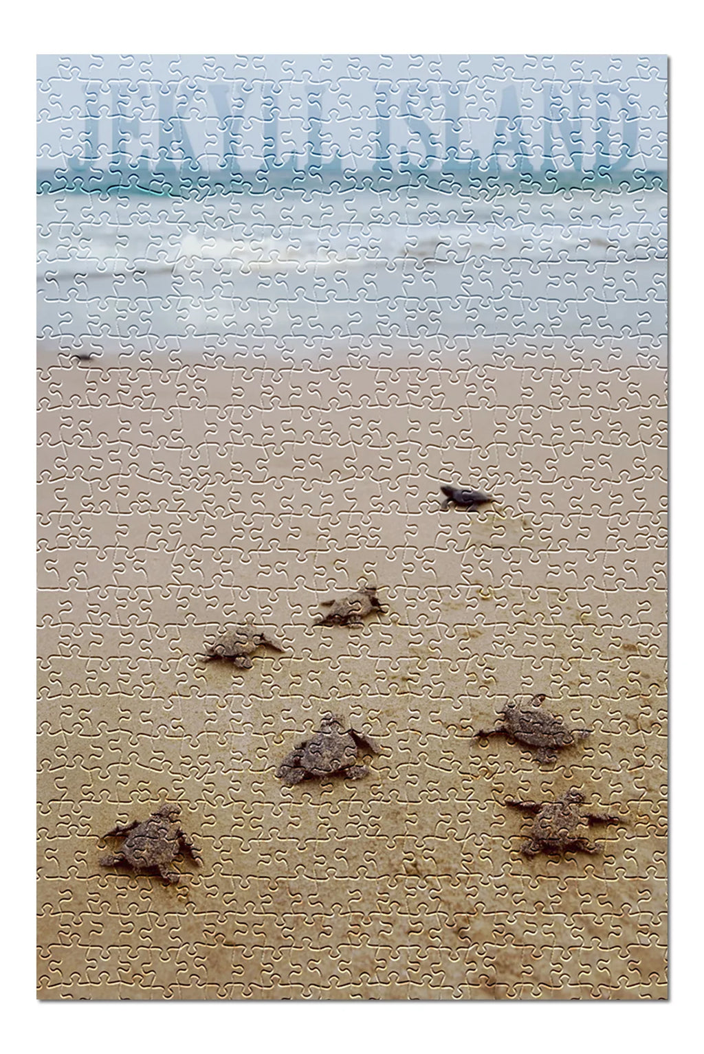 Jekyll Island, Georgia, Sea Turtles Hatching (19x27 inches, Premium 500 Piece Jigsaw Puzzle for Adults and Family, Made in USA)