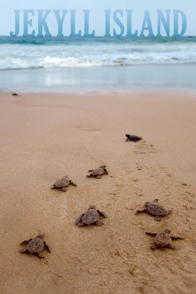 Jekyll Island, Georgia, Sea Turtles Hatching (19x27 inches, Premium 500 Piece Jigsaw Puzzle for Adults and Family, Made in USA)