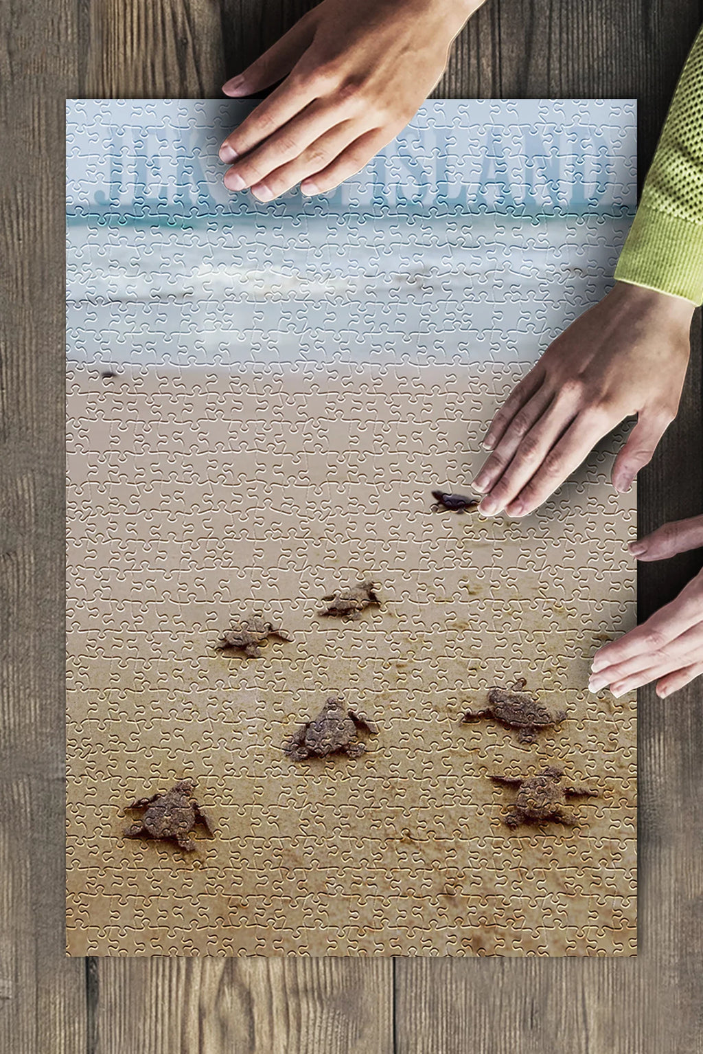 Jekyll Island, Georgia, Sea Turtles Hatching (19x27 inches, Premium 500 Piece Jigsaw Puzzle for Adults and Family, Made in USA)