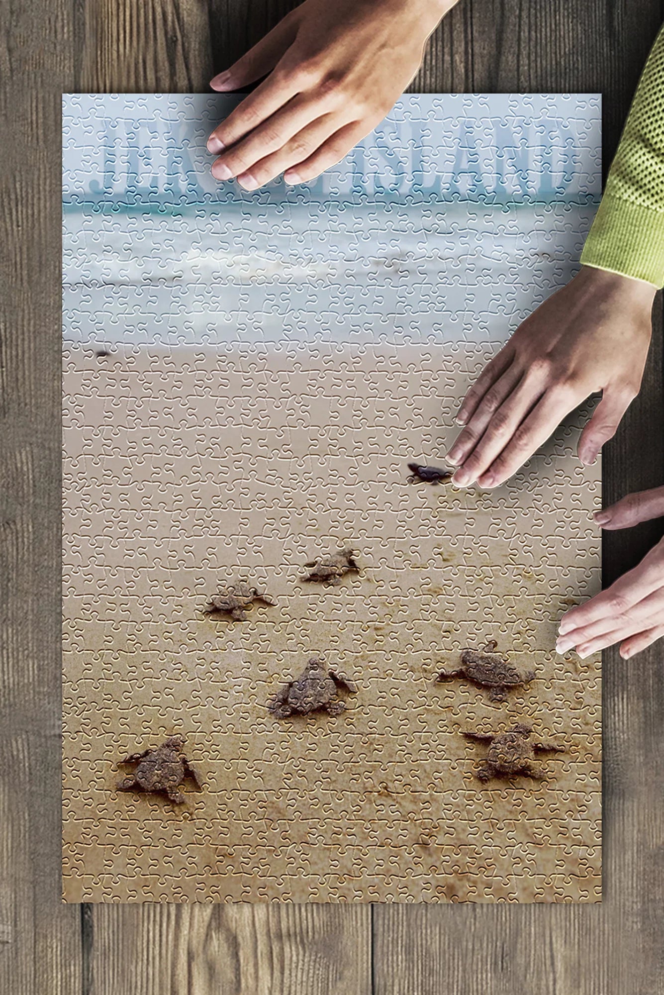 Jekyll Island, Georgia, Sea Turtles Hatching (19x27 inches, Premium 500 Piece Jigsaw Puzzle for Adults and Family, Made in USA)